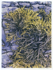 Mary Donato- seaweed1